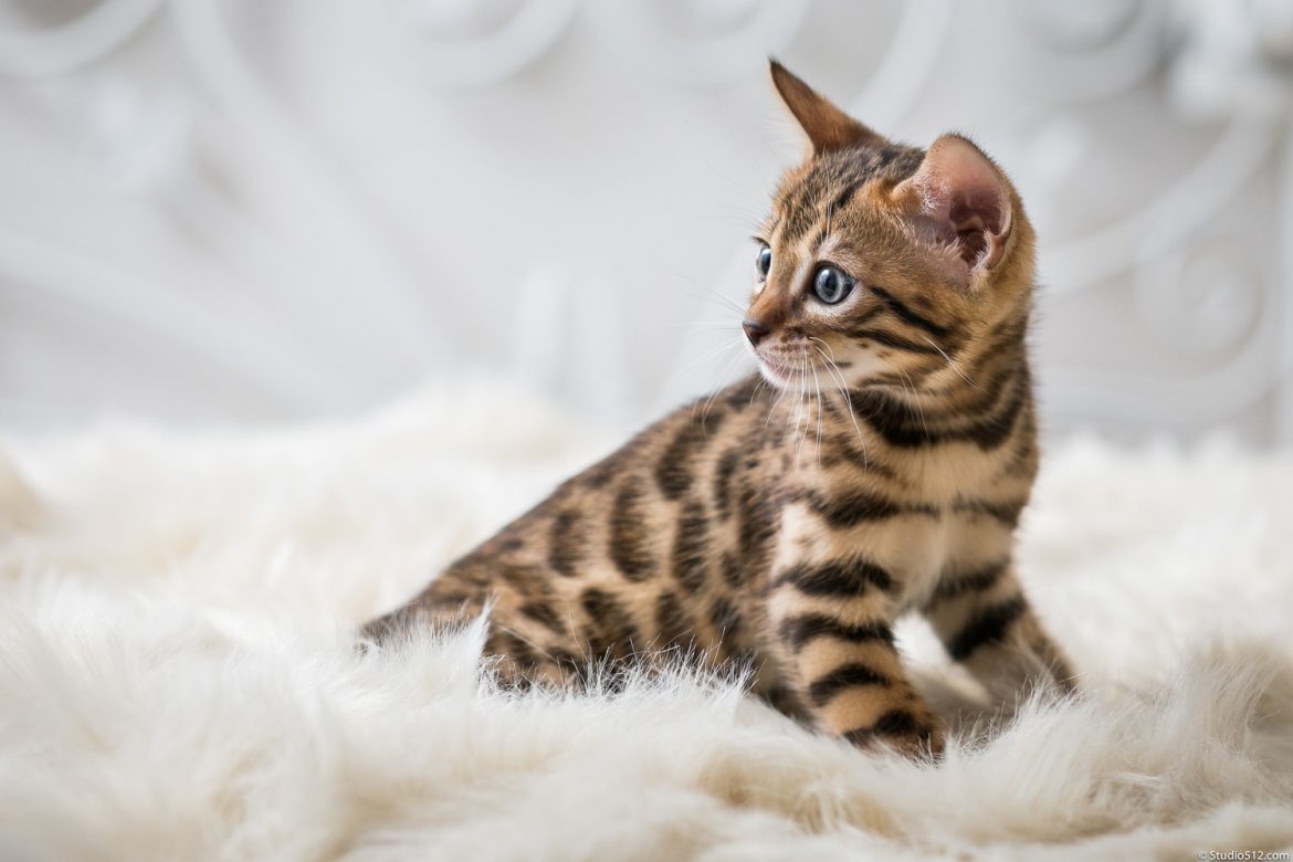 Facts About The Benegal Kittens For Sale In Pa?