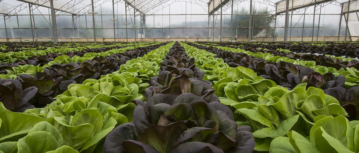 Hydroponics Nutrients