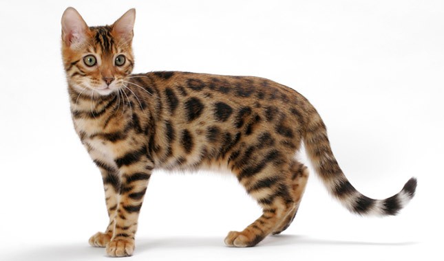 What Are The Different Facts About Bengal Kittens For Sale Near Me?