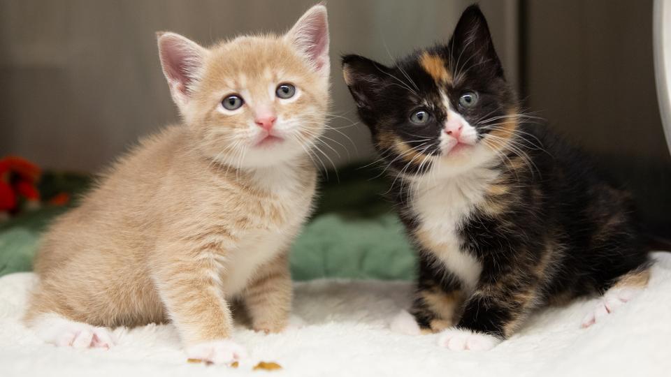 Cattery near me