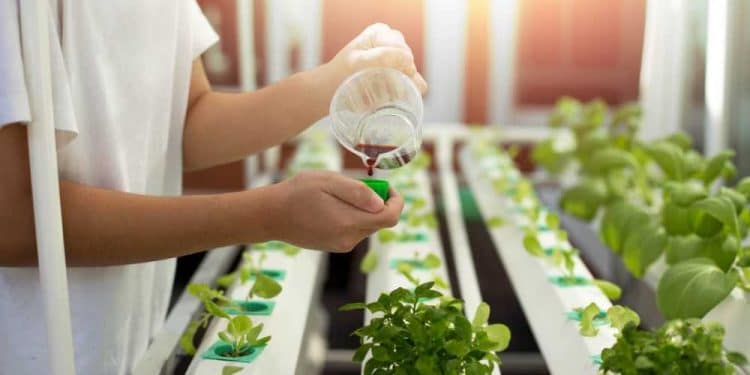hydroponic nutrients
