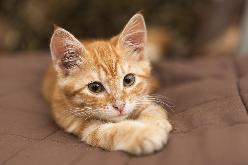 Which Things To Lookout For When Buying From A Cat Breeder In Pa?