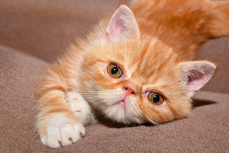 What Are The Questions That One Can Ask From Cat Breeders In Pa?