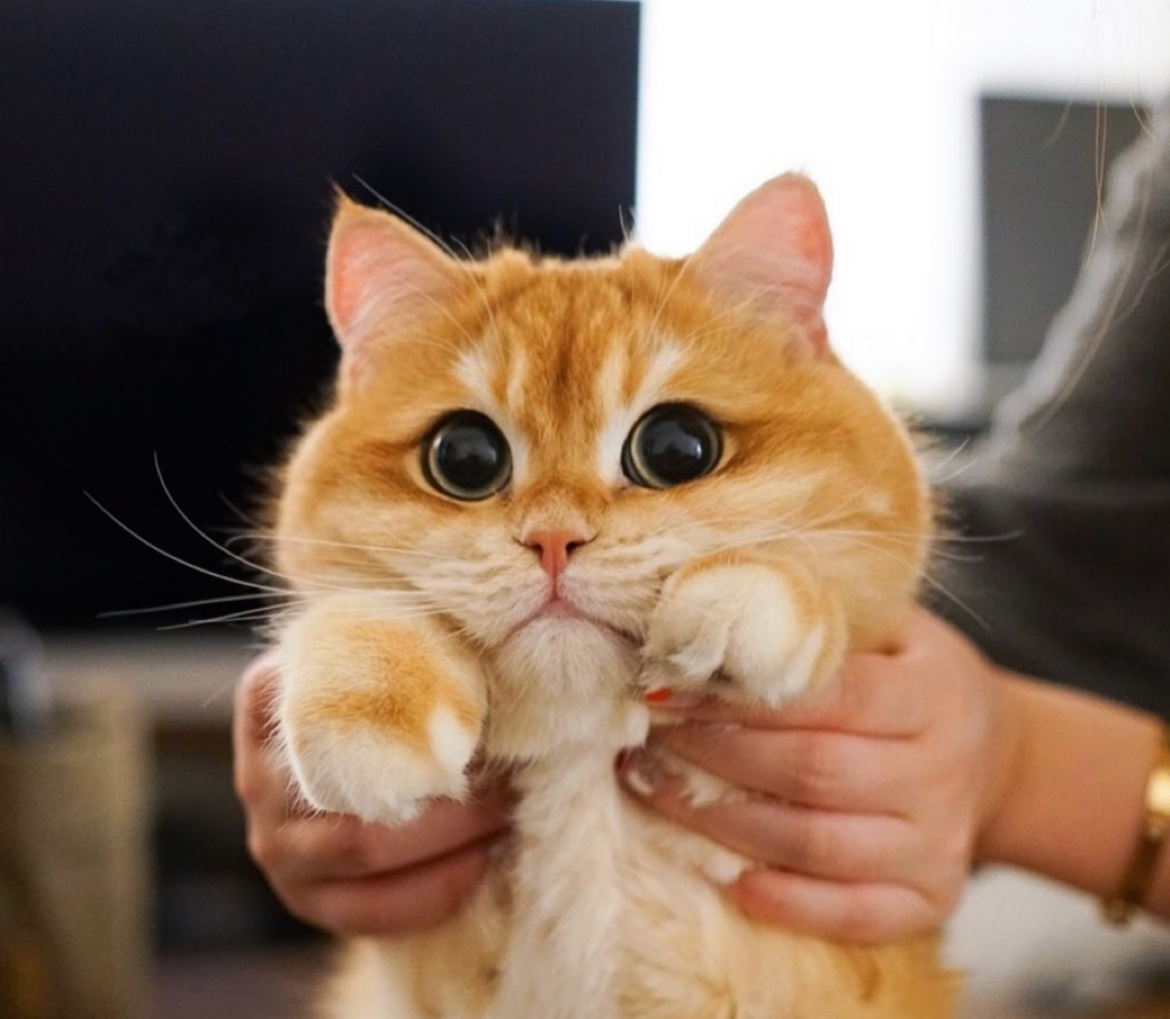 Golden British Shorthair