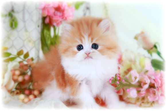 Let’s Learn About The Key Features Of Kittens For Sale