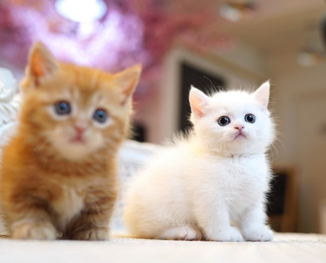 Things To Consider Before Searching For Kittens For Sale