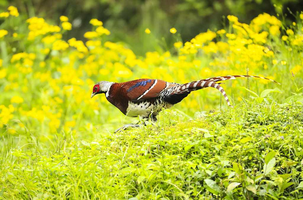 What Are The Benefits of Bird Watching Tour in China?