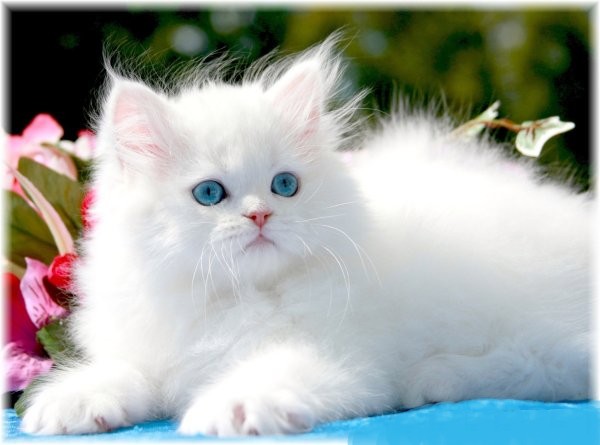 White kittens for sale