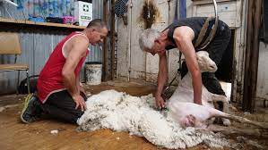 Why Do Sheep Need to be Sheared? The Advantages of Shearing Accessories And Shearing Pants