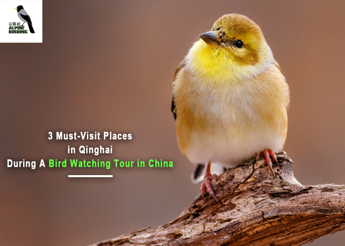 3 Must-Visit Places in Qinghai During A Bird Watching Tour in China