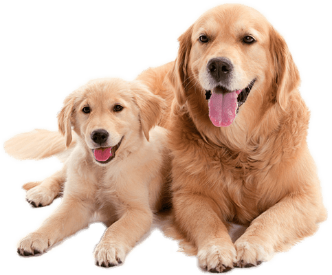Dog Training: A Guide to Getting Started